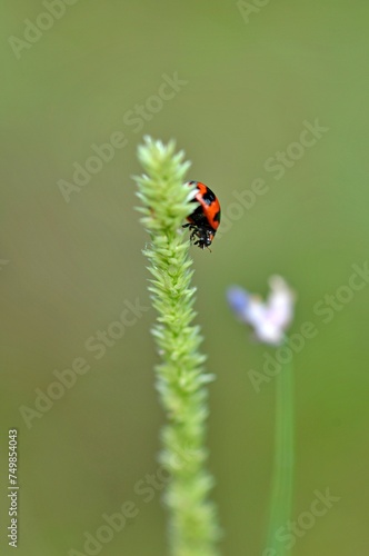 Lady bug on a grass flower. They are a great bio pest controller in the environment where they feeds on smaller critters like aphids that harms the agricultural producers. 
