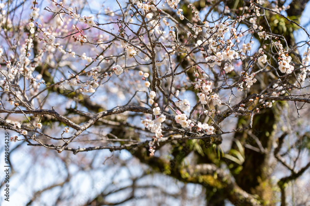 Fototapeta premium Plum blossoms blooming in the Hundred Herb Garden_14