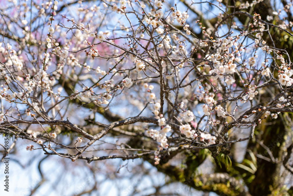Plum blossoms blooming in the Hundred Herb Garden_13 Plum blossoms blooming in the Hundred Herb Garden_13
