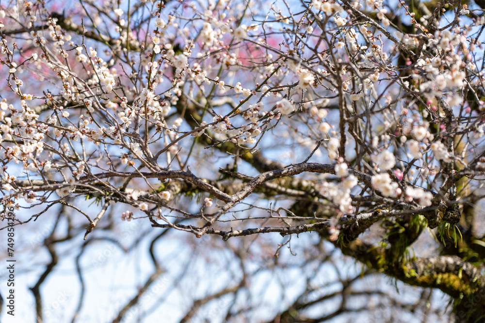 Plum blossoms blooming in the Hundred Herb Garden_12 Plum blossoms blooming in the Hundred Herb Garden_12