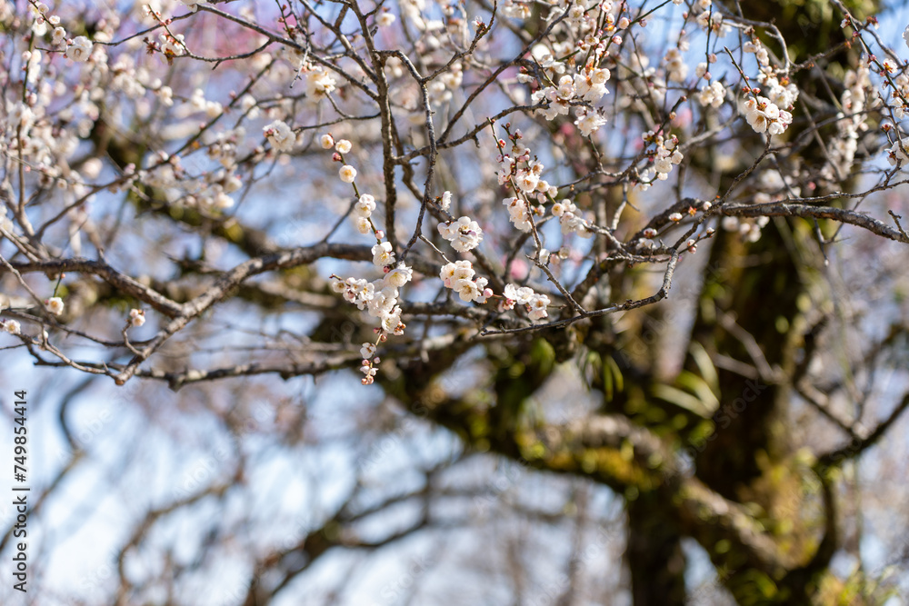 Plum blossoms blooming in the Hundred Herb Garden_08