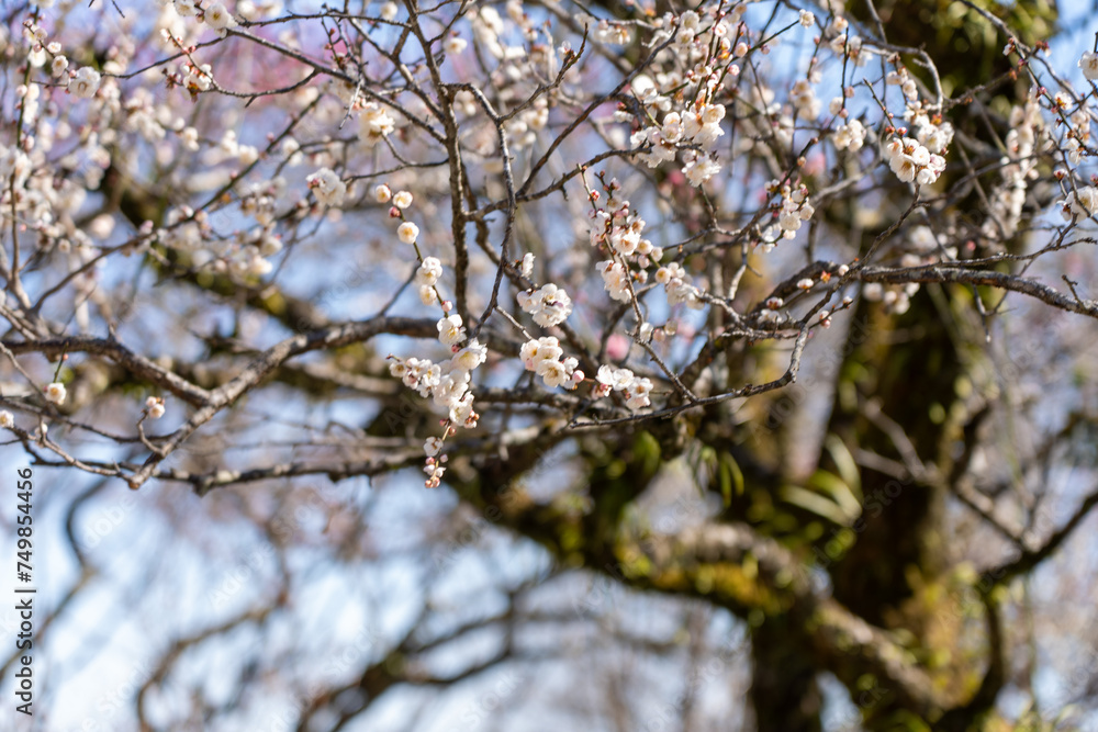 Plum blossoms blooming in the Hundred Herb Garden_06 Plum blossoms blooming in the Hundred Herb Garden_06