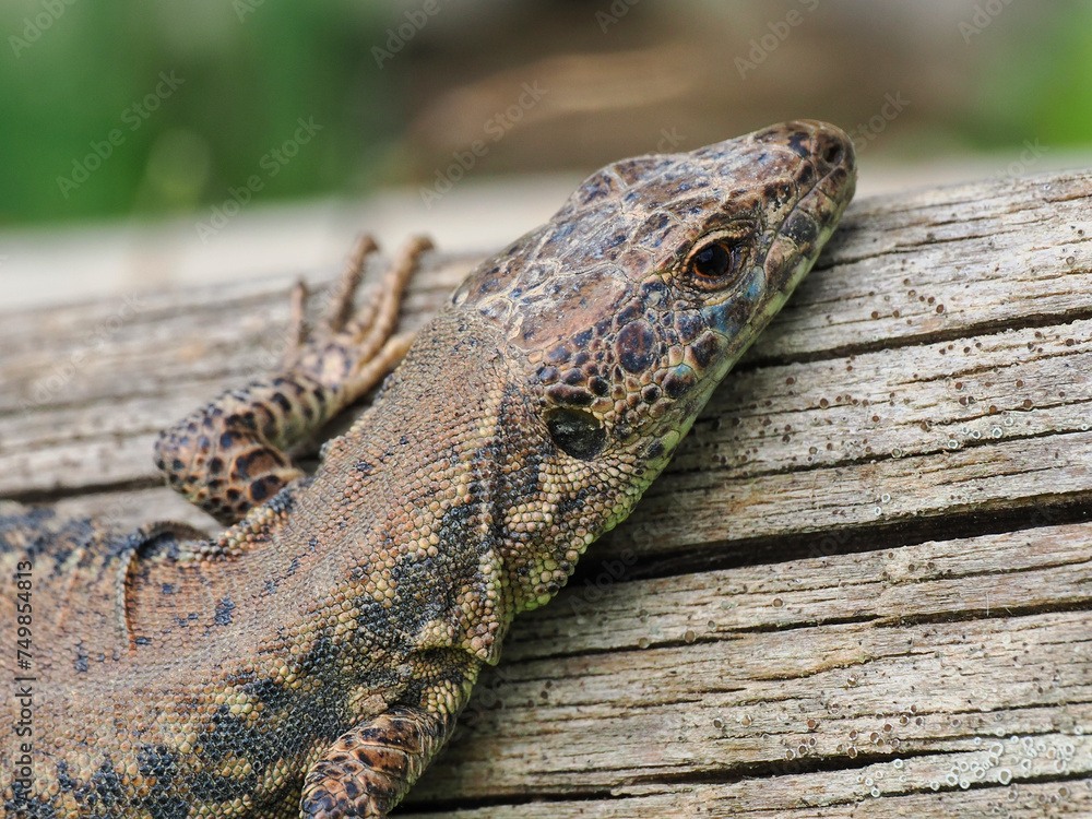 Naklejka premium Mauereidechse, Ottilienberg, Kraichgau, Eppingen, Badische Toskana