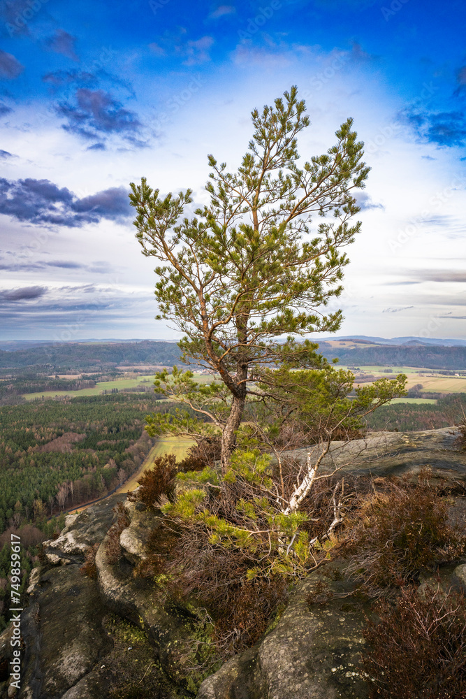 Kiefer auf dem Lilienstein, Markante Bäume im Elbsandsteingebirge