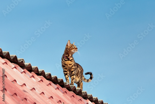 Canvas Print Beautiful bengal cat walking on the roof