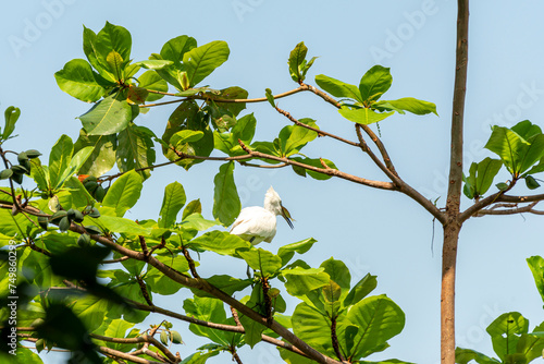 Egrets waiting to catch fish from the Chinese fishing nets cochin Kerala India