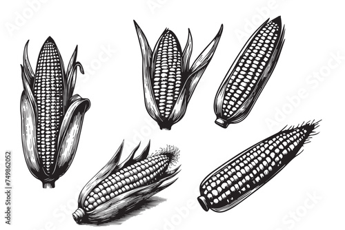 set of corn cobs  Vactor
