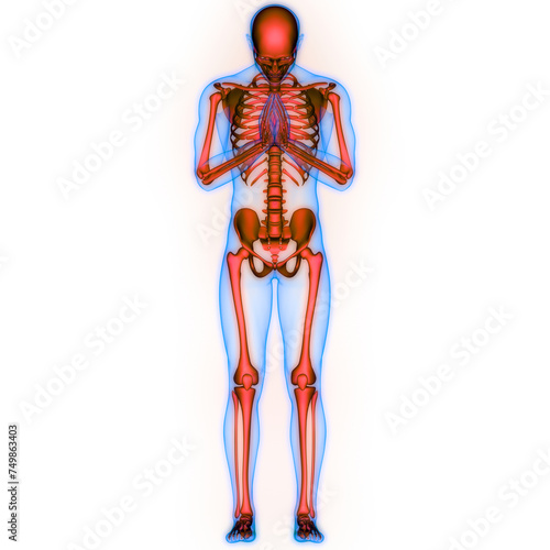 Human Skeleton System Bone Joints Anatomy