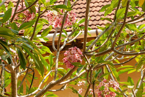 Blossom trees fort Kochi Cochin Kerala India