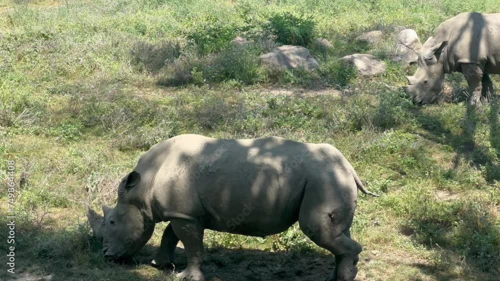 White Rhinoceros - Rhino - Amazing White Rhino in Close Up Profile ...