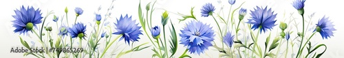 Painted cornflowers are blue with green leaves on a white background