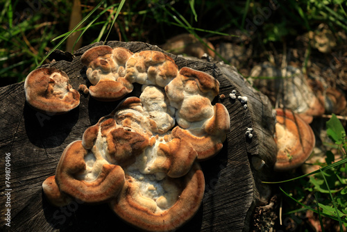 Brown mushrooms on old tree