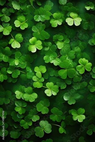 Close-up of fresh green clovers. Nature background with copy space St. Patrick's Day