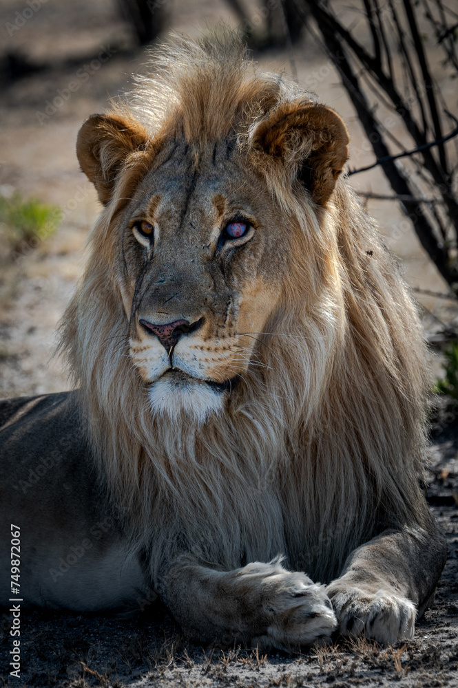 Obraz premium Male lion resting