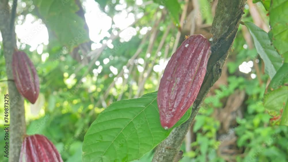 Chocolate tree, also known as the Cocoa (Theobroma cacao L.) fruit and its Tree. Cocoa or chocolate hanging on its tree Chocolate tree, also known as the Cocoa (Theobroma cacao L.) fruit and its Tree. Cocoa or chocolate hanging on its tree