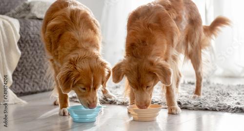 Two Nova Scotia Retriever Dogs Are Drinking From Bowls At Home