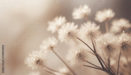 little star shape dry flowers fluffy branch on light background in brown vintage tone vertical macro © Kendrick