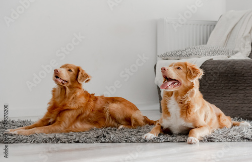 Photography Two Dogs, A Nova Scotia Duck Tolling Retriever And A Toller, Are Lying On The Fl
