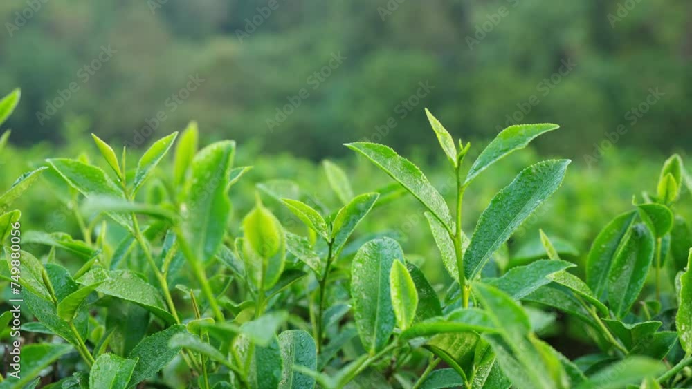 Organic green tea plant and leaves at tea plantation growing in highland hill. Fresh herbal nature farm in the morning.
Organic green tea plant and leaves at tea plantation growing in highland hill. Fresh herbal nature farm in the morning.