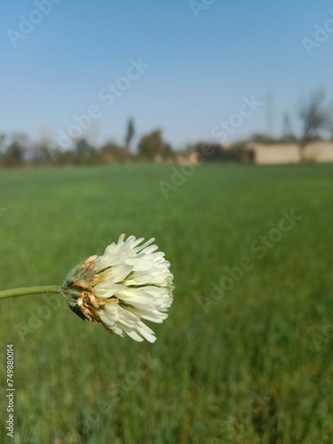 Flower of the trifolium alexandrinum or white flower of Egyptian clover or berseem clover fresh white flower photo