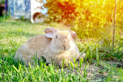 cute rabbits on the green grass