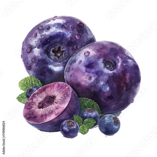 Watercolor painted of acai berry (plum fruit), isolated on a white background, Illustration & Vector, Graphic, Drawing clipart