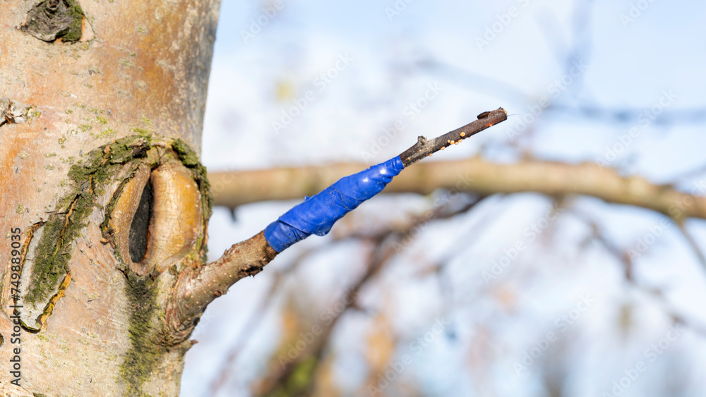 grafting on a fruit tree grafting on a fruit tree