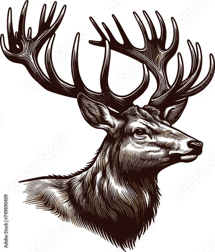 a deer with big horn, vector illustration isolated on a transparent background