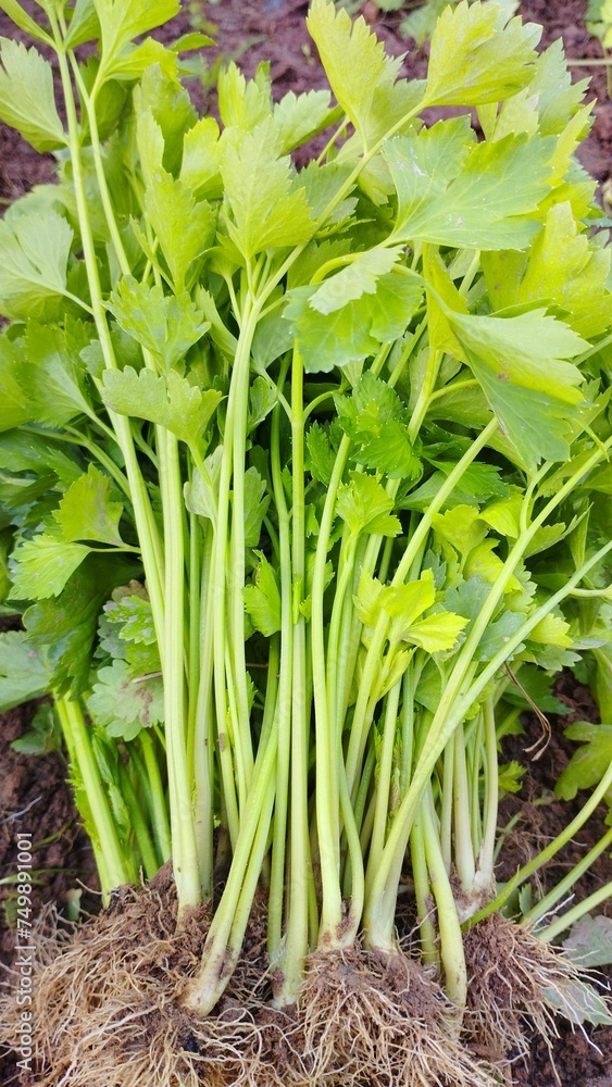 Obraz premium fresh green onions