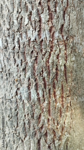 bark of a tree