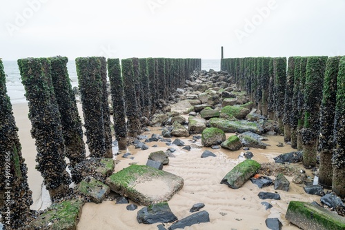 old wooden breakwaters on the north sea in Zeeland Netherlands photo