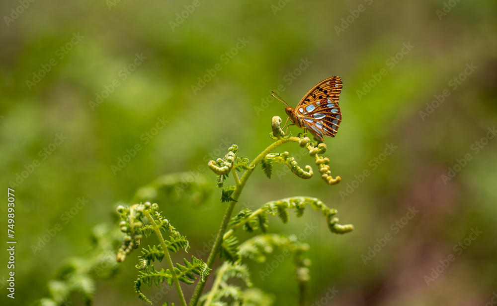 Spanish Queen butterfly (Issoria lathonia) on plant Spanish Queen butterfly (Issoria lathonia) on plant
