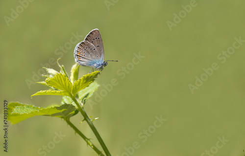 Beautiful Blue Eyed Butterfly (Polyommatus bellis) on the plant.​