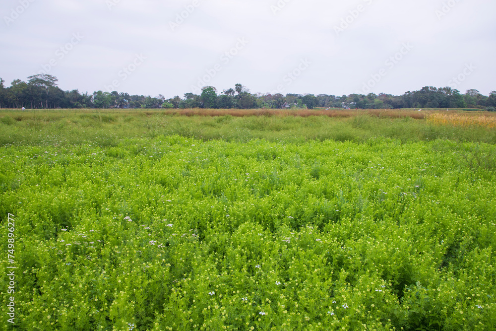 Blooming White Nigella sativa flowers in the field with blue sky. Natural Landscape view Blooming White Nigella sativa flowers in the field with blue sky. Natural Landscape view