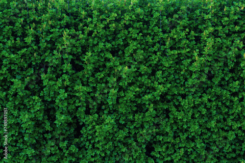Many ivy leaves cover the wall, close-up natural plant panoramic background