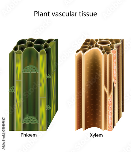 Plant vascular tissue.  Xylem and phloem. Cross section showing vascular bundles. Translocation in vascular plants