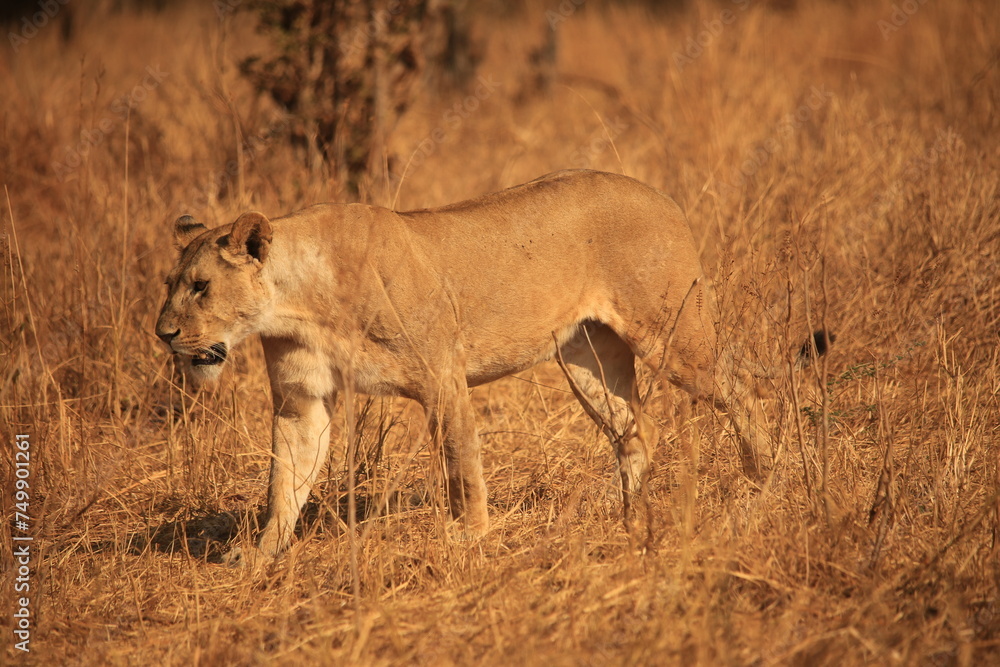 a lioness in the dry grasslands of Tanzania a lioness in the dry grasslands of Tanzania