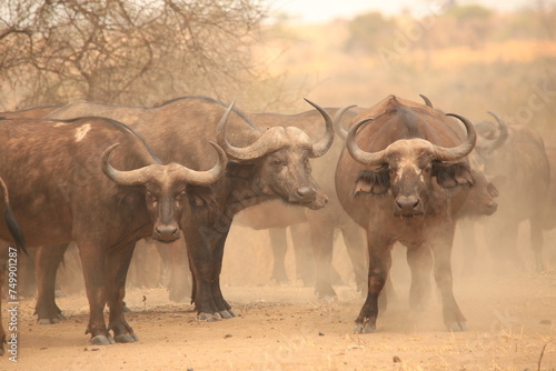 a herd of african buffalos in the dust © Marcel