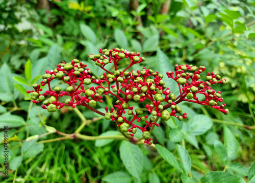 Close-up of the small green and red seeds of the Leea Rubra plant