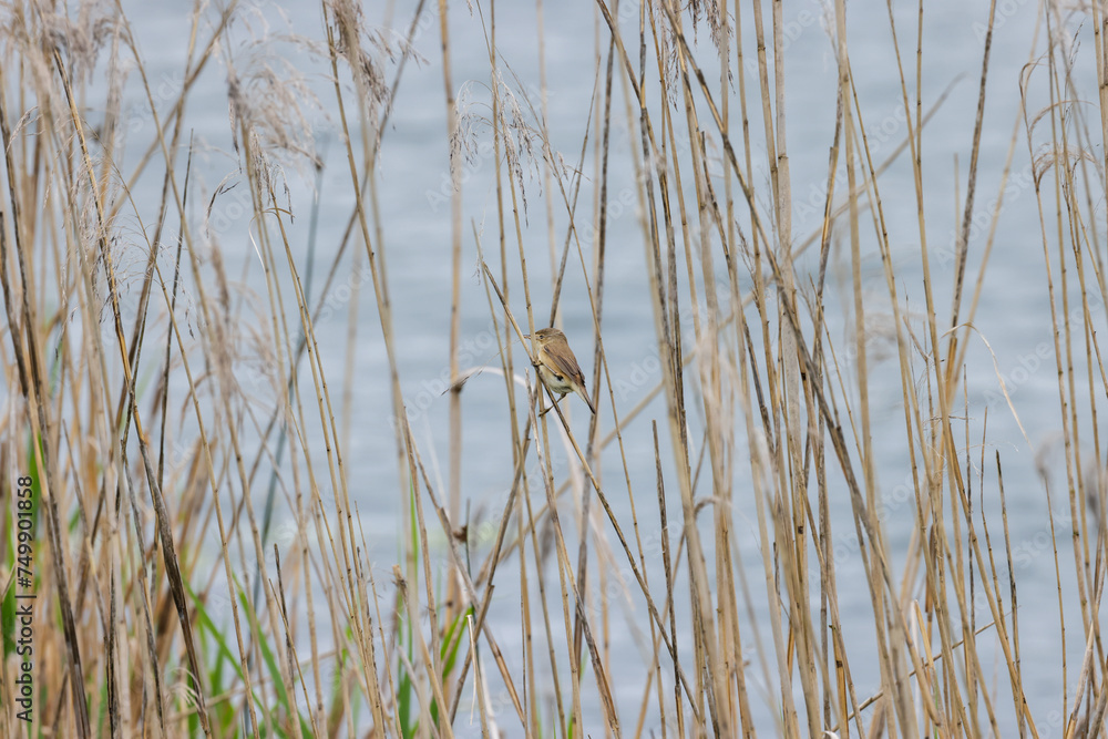 a reed warbler bird between reed plants a reed warbler bird between reed plants