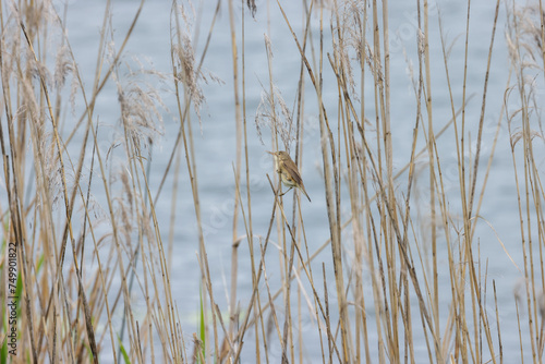 a reed warbler bird between reed plants