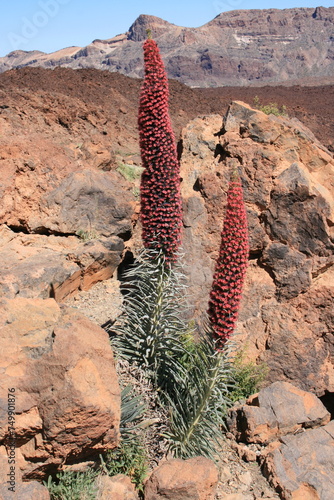 red tajinaste or echium wildpretii in canadas del teide nationalpark in Teneriffa photo