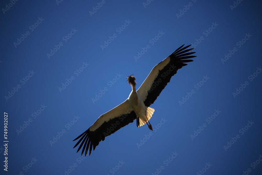 Obraz premium flying white stork with nesting material in its beak