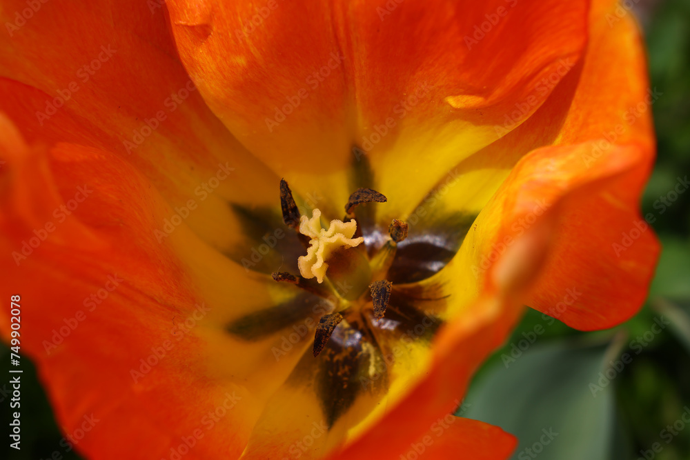 macro image of a orange tulip flower macro image of a orange tulip flower