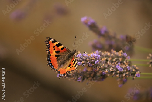 aglais urticae butterfly on lavender photo