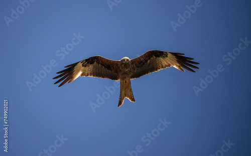 flying red kite in the blue sky