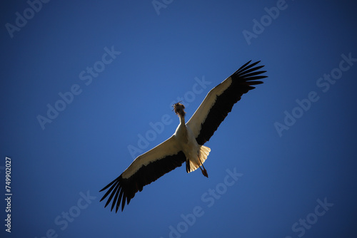 flying white stork with nesting material in its beak