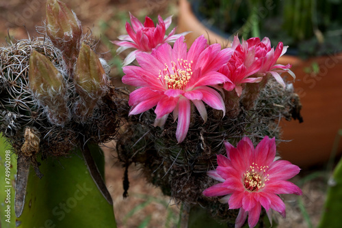 The beautiful pink flower of the grafted Lobivia cactus in the garden.