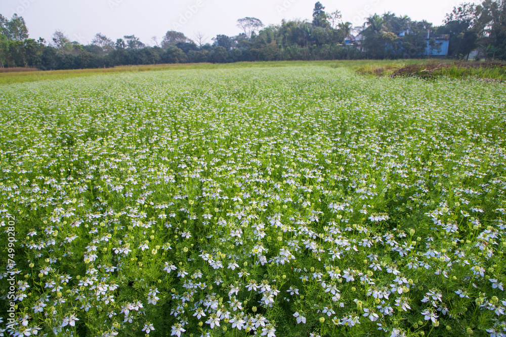 Blooming White Nigella sativa flowers in the field with blue sky. Natural Landscape view Blooming White Nigella sativa flowers in the field with blue sky. Natural Landscape view