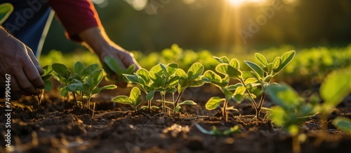 Cropped image of farmer's hand touching soybean seedlings in the field